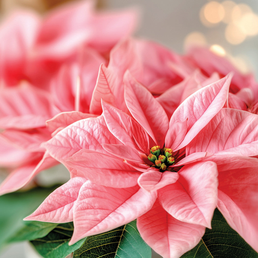 Pink Poinsettia Original Large Jar Candle