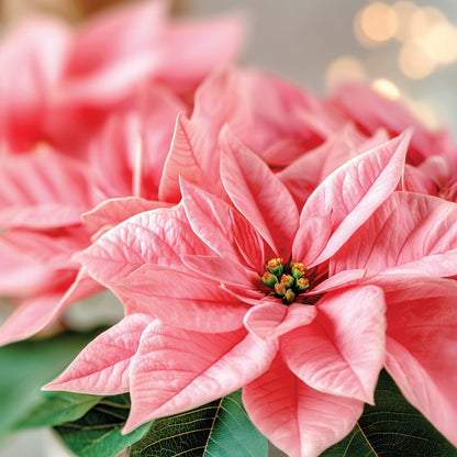 Pink Poinsettia Small Tumbler Candle