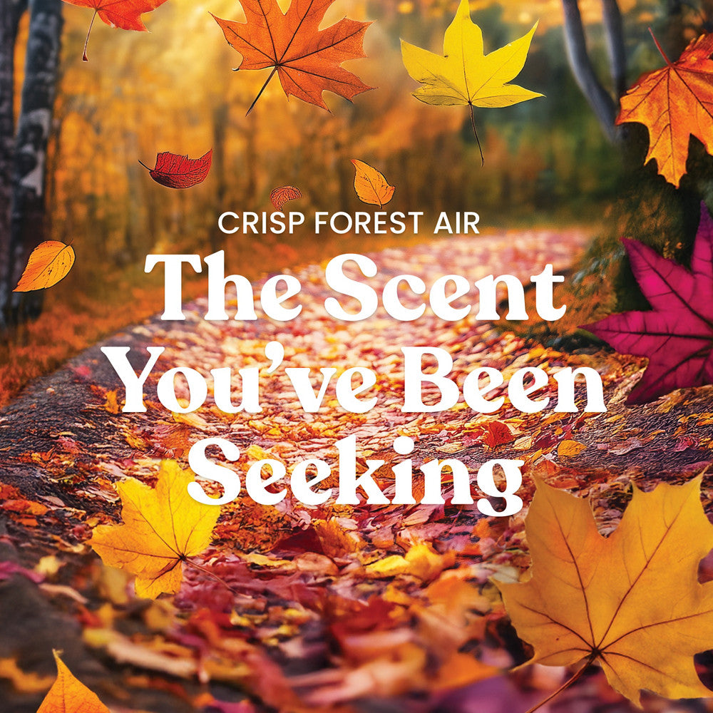 Crisp Forest Air Original Large Jar Candle