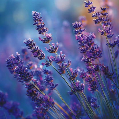 Lavender Dusk 3-Wick Candle
